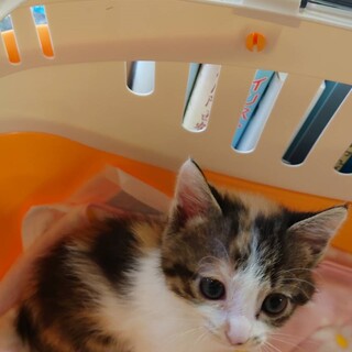 6週間　三毛猫　愛らしい　りんごちゃん