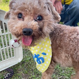 【募集停止】人も犬も大好き！明るいみおくん