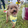 【募集停止】人も犬も大好き！明るいみおくん サムネイル2