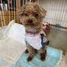 【募集停止】人も犬も大好き！明るいみおくん サムネイル3