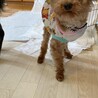 【募集停止】人も犬も大好き！明るいみおくん サムネイル5