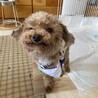 【募集停止】人も犬も大好き！明るいみおくん サムネイル6