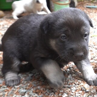 4月20日産まれの女の子★ダークチャコール