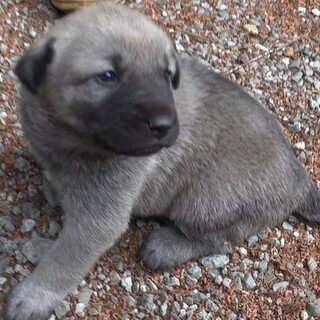 4月20日産まれの女の子★グレーサンドベージュ