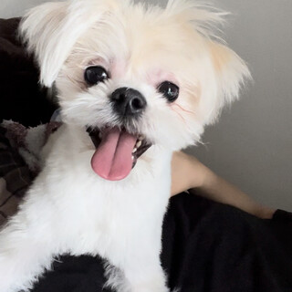 ペキニーズ×マルチーズ 1歳のメスです