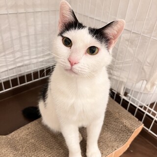 毛足長めの白黒さん『みみ』