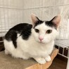 毛足長めの白黒さん『みみ』 サムネイル2