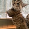 可愛いキジトラの男の子　ごはん君 サムネイル2