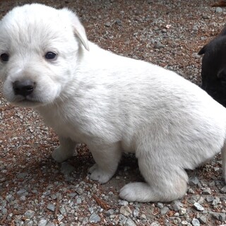 4月20日産まれの女の子★ホワイト