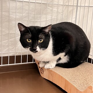 黒マスクが愛らしいビターくん！