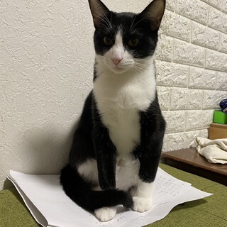 3歳11ヶ月　白黒はちわれ猫　怖がり　すももちゃん