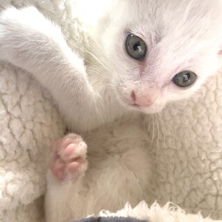 トライアル決定！白猫♂スペード550g