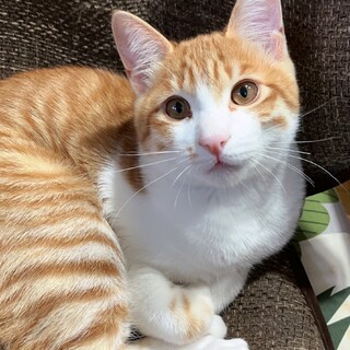 生後7か月の抱っこ大好きなオス猫です(去勢済み)