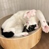 アイドルすぎるマリアちゃん。家族募集中です！
