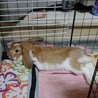 ロップイヤー ラビット オス 3歳 サムネイル1
