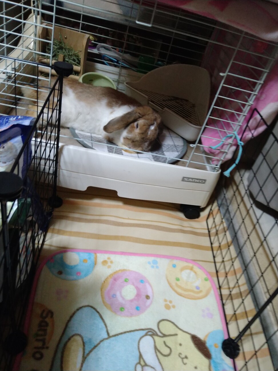 ロップイヤー ラビット オス 3歳 サムネイル2