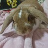 ロップイヤー ラビット オス 3歳 サムネイル4