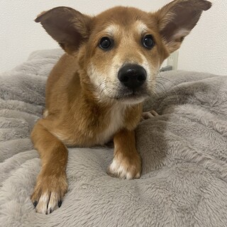 4ヶ月✴︎しっぽブンブン✴︎家族募集中