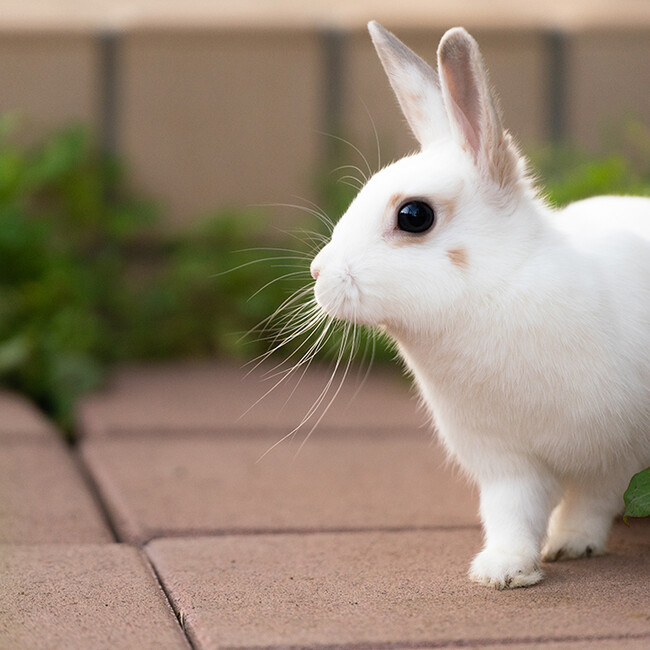 kenmeiのカバー写真