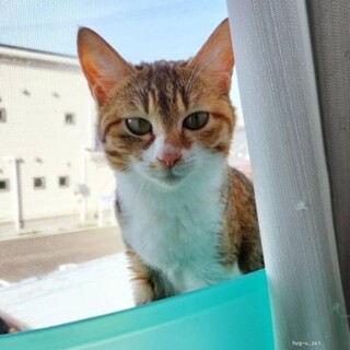 美人猫　そらちゃん