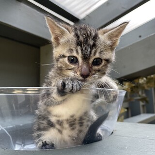 【兄弟猫】キジトラちゃん