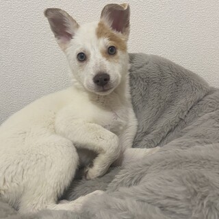 2ヶ月半✴︎家族募集中