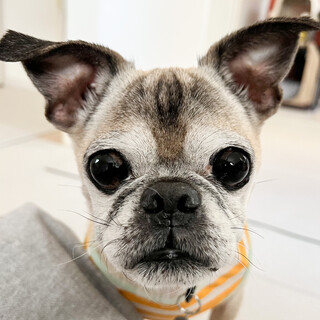 パグMIXたくくん