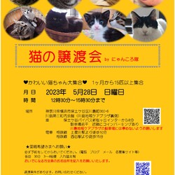 猫の譲渡会　by にゃんころ隊