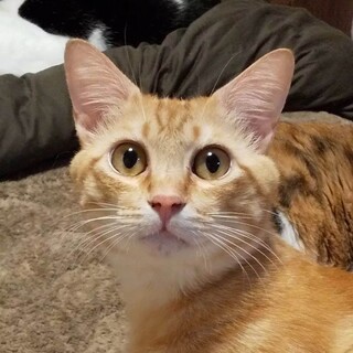 ゴロゴロすりすり茶トラの甘えん坊の琥太朗くん