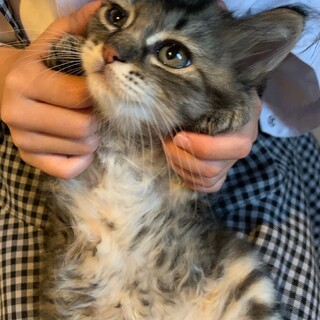 ふわふわ5兄妹　ひでくん♡