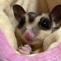 募集一時停止します。