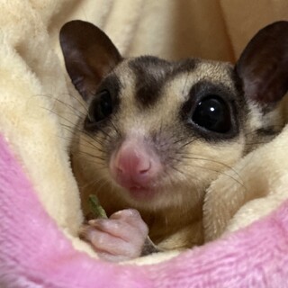 募集一時停止します。