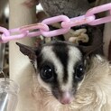 募集一時停止します。