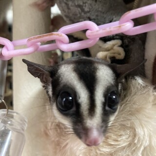 募集一時停止します。