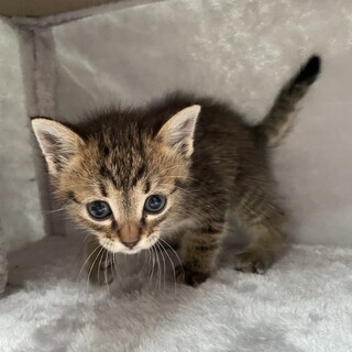 【離乳食OK】キジトラちゃん