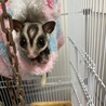 シンのパパ