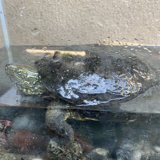 亀のゆうき君里親募集‼️