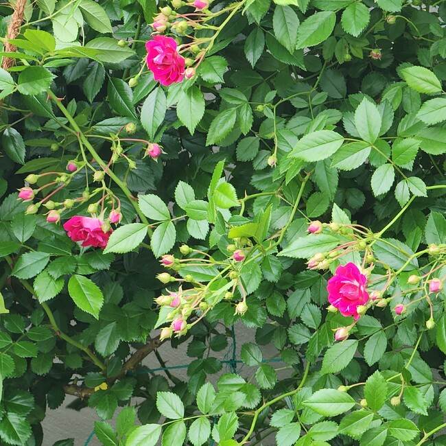 ひやごはんのカバー写真