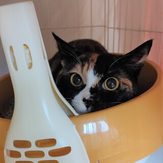 お転婆娘チコ。5月21日（日）譲渡会に参加！