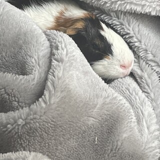 ファンシーラット モルモット