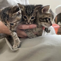 in瀬戸市☆保護猫たちの譲渡会2023年5月20日（土）～ 非営利団体「ちーむ にゃいんず」