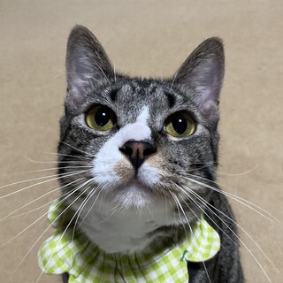 ぱっちりお目目のツンデレボーイ、なずなです♡