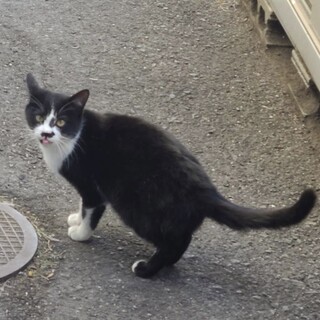 子育て中の野良ちゃんです