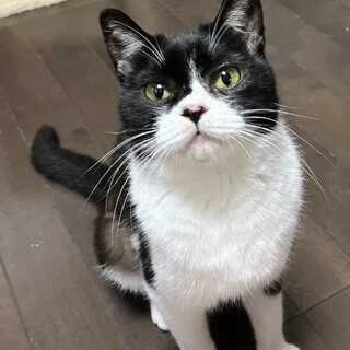 小柄で人が大好き女の子（糸島市）