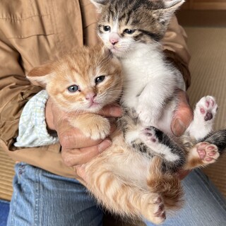 ぷくぷくタレ目の茶トラちゃん