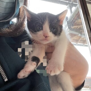 まだまだ幼いハチワレちゃん