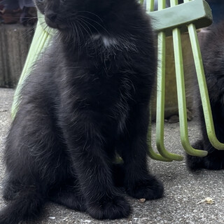 黒猫(白のワンポイント有り)さんです