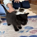 まるでジジ！黒猫の子猫です