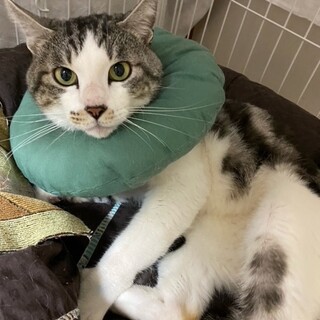 (トライアル中)石巻で里親探し会開催！『トラ彦』