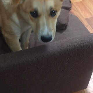 里親探してます！たれ耳で可愛いです。